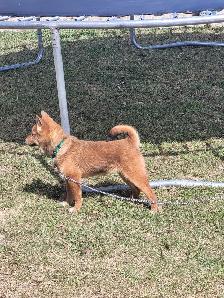 Sweet Shiba Inu boy - Photo 7