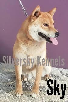 Sweet Shiba Inu boy - Photo 8