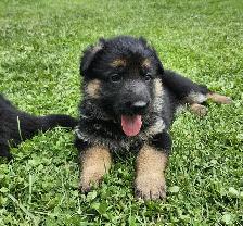 Purebred German Shepherd Puppies!