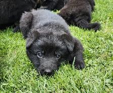 Purebred German Shepherd Puppies! - Photo 2