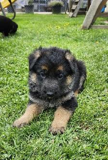 Purebred German Shepherd Puppies! - Photo 3