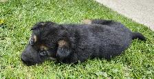 Purebred German Shepherd Puppies! - Photo 4