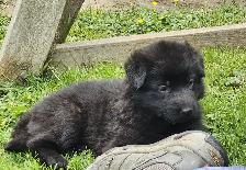Purebred German Shepherd Puppies! - Photo 5