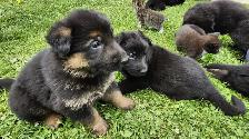 Purebred German Shepherd Puppies! - Photo 6