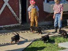 Purebred German Shepherd Puppies! - Photo 7
