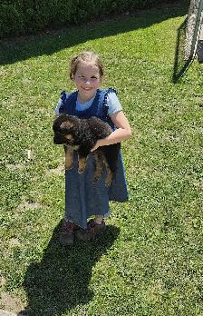 Purebred German Shepherd Puppies! - Photo 8