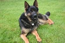Purebred German Shepherd Puppies! - Photo 9