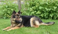 Purebred German Shepherd Puppies! - Photo 10