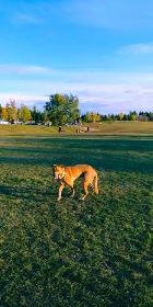 PROFESSIONAL DOG TRAINER - Photo 2