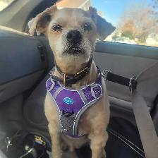 PROFESSIONAL DOG TRAINER - Photo 3