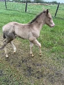2026 APHA colt - Photo 2