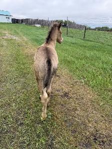2026 APHA colt - Photo 3