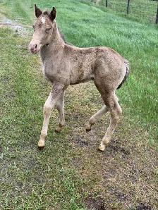2026 APHA colt - Photo 4