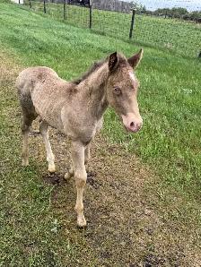 2026 APHA colt - Photo 5