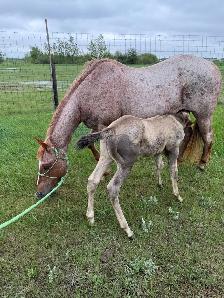 2026 APHA colt - Photo 6