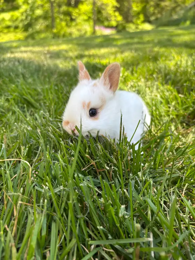 Adorable Netherlands Dwarf Bunnies