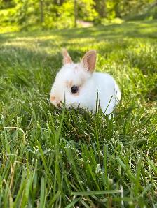 Adorable Netherlands Dwarf Bunnies