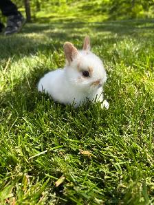 Adorable Netherlands Dwarf Bunnies - Photo 2