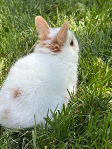 Adorable Netherlands Dwarf Bunnies - Photo 3