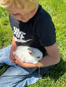 Adorable Netherlands Dwarf Bunnies - Photo 4