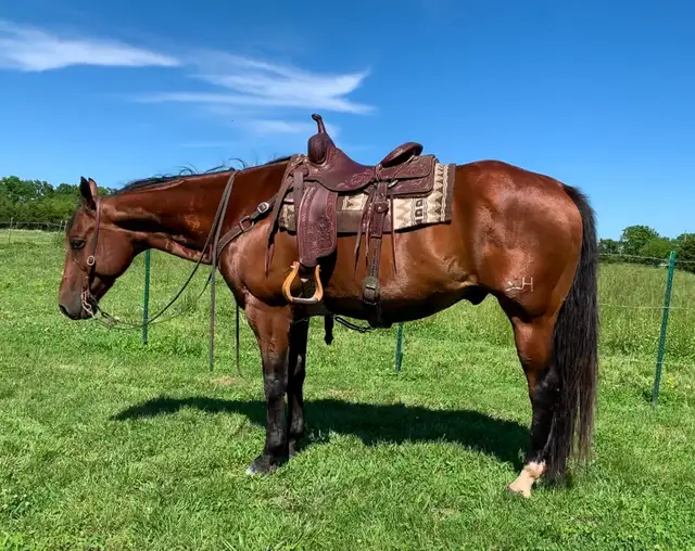 ISO broke horse PIC FOR ATTENTION