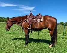 ISO broke horse PIC FOR ATTENTION