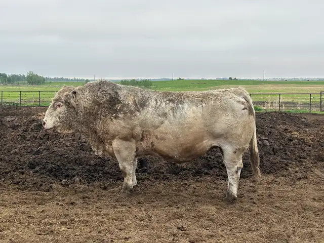 Charolais Bulls