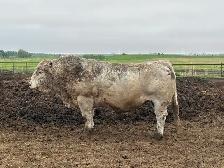 Charolais Bulls