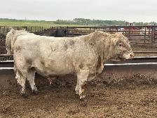 Charolais Bulls - Photo 2