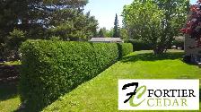 Fortier Cedar Hedge Trimming - La Taille Des Haies De Cèdres - Photo 2