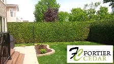 Fortier Cedar Hedge Trimming - La Taille Des Haies De Cèdres - Photo 3