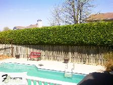 Fortier Cedar Hedge Trimming - La Taille Des Haies De Cèdres - Photo 4