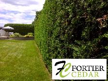 Fortier Cedar Hedge Trimming - La Taille Des Haies De Cèdres - Photo 6
