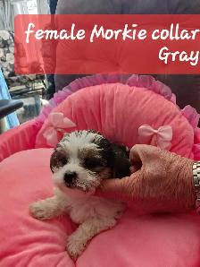 sweet and cuddly puppy to rehome
