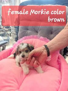 sweet and cuddly puppy to rehome - Photo 2