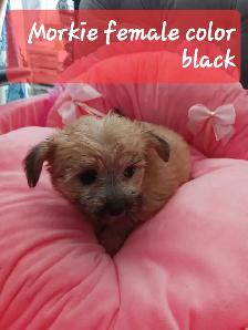 sweet and cuddly puppy to rehome - Photo 3