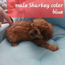 sweet and cuddly puppy to rehome - Photo 4