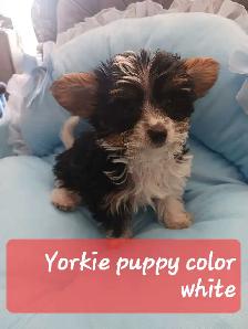 sweet and cuddly puppy to rehome - Photo 5