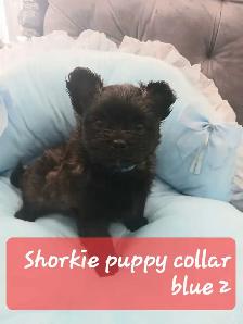 sweet and cuddly puppy to rehome - Photo 6