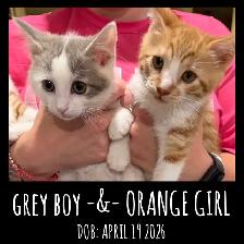 Cute Kittens Ready Now