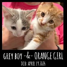 Cute Kittens Ready Now - Photo 2