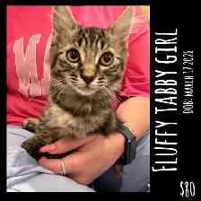 Cute Kittens Ready Now - Photo 4