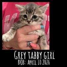 Cute Kittens Ready Now - Photo 5