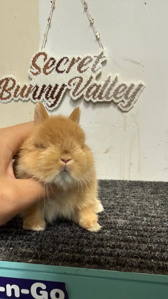 Orange netherland dwarf baby Girl
