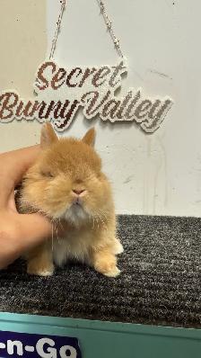 Orange netherland dwarf baby Girl