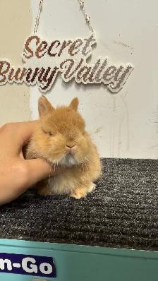 Orange netherland dwarf baby Girl - Photo 2