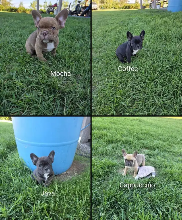 Beautiful Frenchton Puppies!