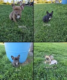 Beautiful Frenchton Puppies!