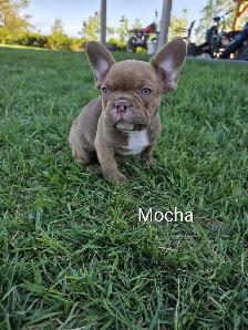 Beautiful Frenchton Puppies! - Photo 2
