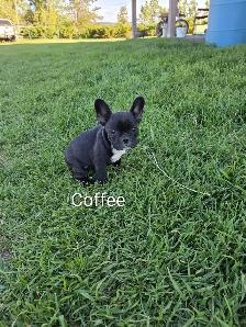 Beautiful Frenchton Puppies! - Photo 3